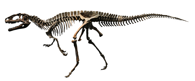 Dinosaur skeleton illustration