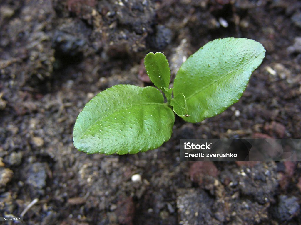 Verde plantlet - Foto stock royalty-free di Affettuoso