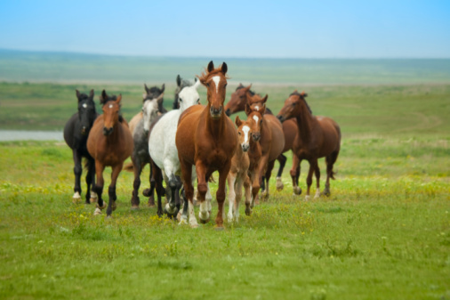 Herd of plains horses running across grassy green field