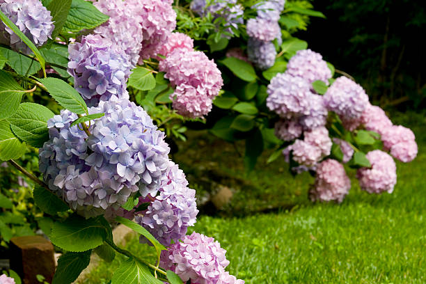 ortensia cluster in giardino - hydrangea gardening blue ornamental garden foto e immagini stock