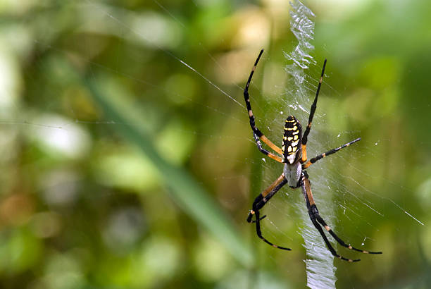istock Garden Spider Weaving Web in Louisiana Bayou 92257125