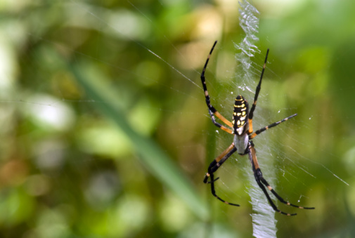Along the nature trails of Jean Lafitte National Preserve are countless garden spiders. This spider waits patiently on its already spun web. This is a macro shot of the arachnoid. The depth of field is shallow. Focus is on the foreground. The green colors of the bayou blend together in the background
