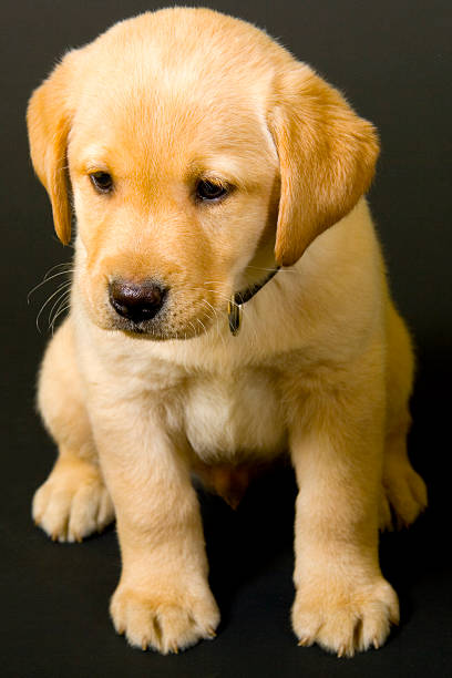 istock Puppy Labrador retriever on black background 92257175