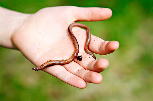 Hand Worm 4,900+ Worms In Hand Stock Photos, Pictures & Royalty-Free Images - iStock
