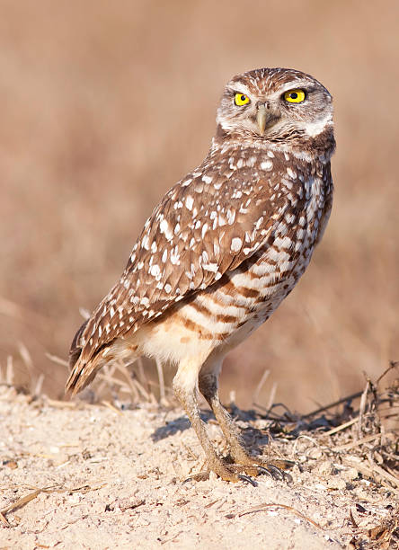 istock Burrowing Owl posing near it's burrow 92257303