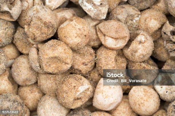 Dried Turtle Eggs With Sand On The Beach Stock Photo - Download Image Now - Animal Egg, Egg - Food, Animal
