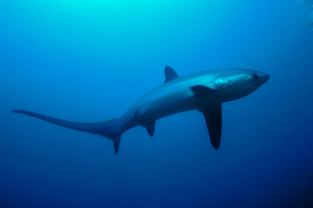 Thresher shark (Alopias vulpinus) swimming in Monad Shoal. Malapascua, Philippines Thresher shark (Alopias vulpinus) swimming in Monad Shoal dive site, Malapscua island, Cebu Philippines aspas stock pictures, royalty-free photos & images