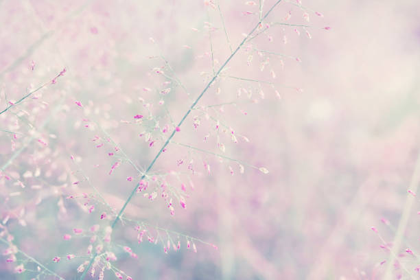 istock Fantasy flower, nature vintage pastels background 922574452