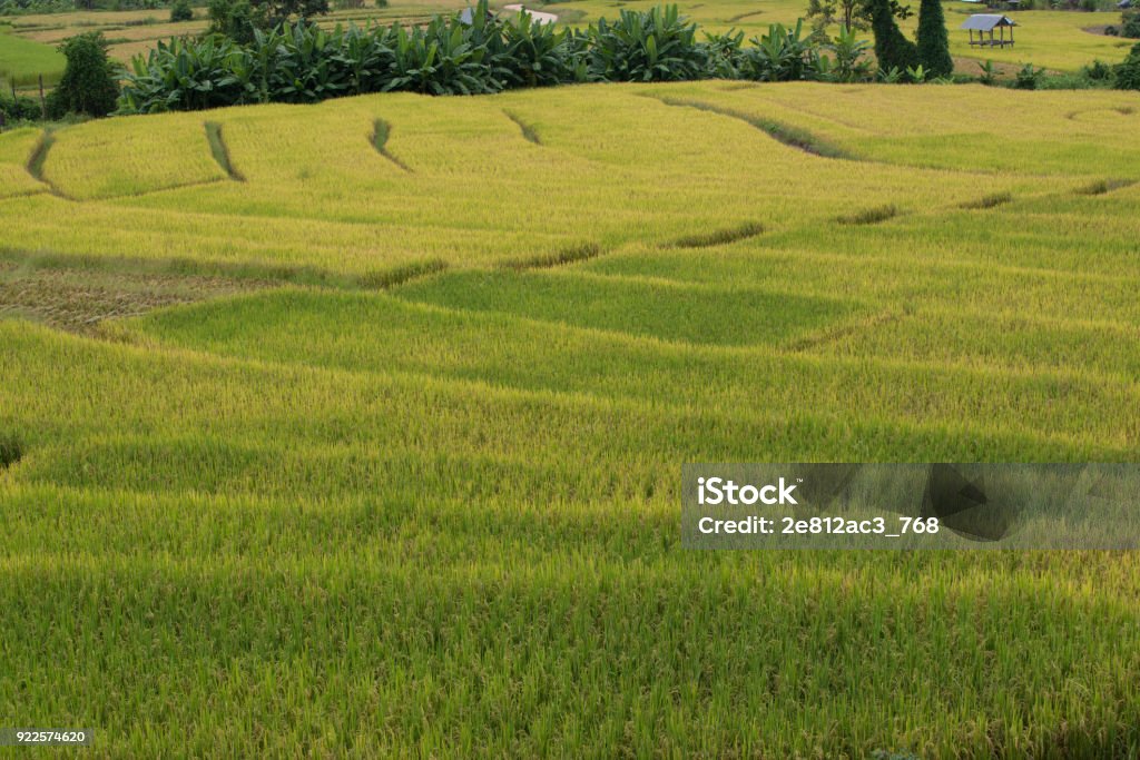 A Photographer take a caption of beautiful step of rice teerace during sunset in Chiangmai, Thailand Agricultural Field Stock Photo