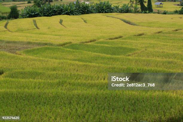 A Photographer Take A Caption Of Beautiful Step Of Rice Teerace During Sunset In Chiangmai Thailand Stock Photo - Download Image Now