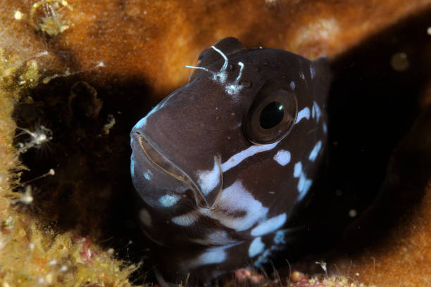 istock Barred Blenny (Cirripectes polyzona) peeks out from the hole where it usually hides. Malapascua, Philippines 922574892