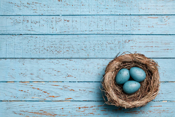 pisanki w gnieździe na niebieskich starych deskach - tła wiosna sezon wood - birds nest animal nest animal egg blue zdjęcia i obrazy z banku zdjęć
