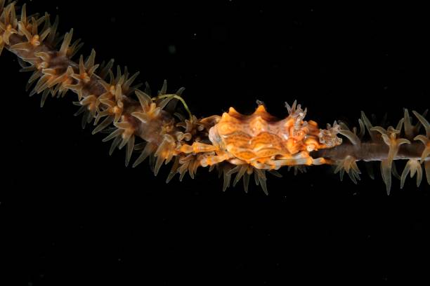 istock Xeno crab (xenocarcinus tuberculatus) on a wire coral. Malapascua island, Philippines 922576268