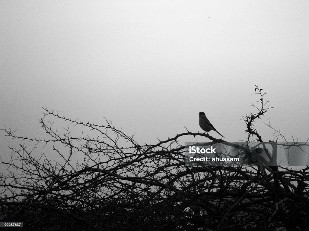 Le oiseau - Photo de Épine - Caractéristiques de la végétation libre de droits