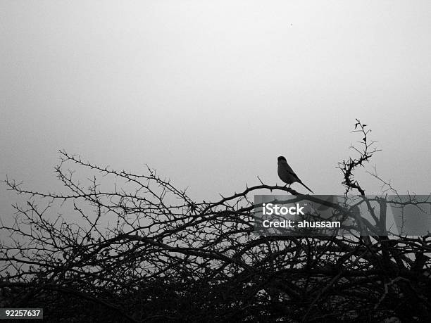 Photo libre de droit de Le Oiseau banque d'images et plus d'images libres de droit de Épine - Caractéristiques de la végétation - Épine - Caractéristiques de la végétation, Arbre, Assis