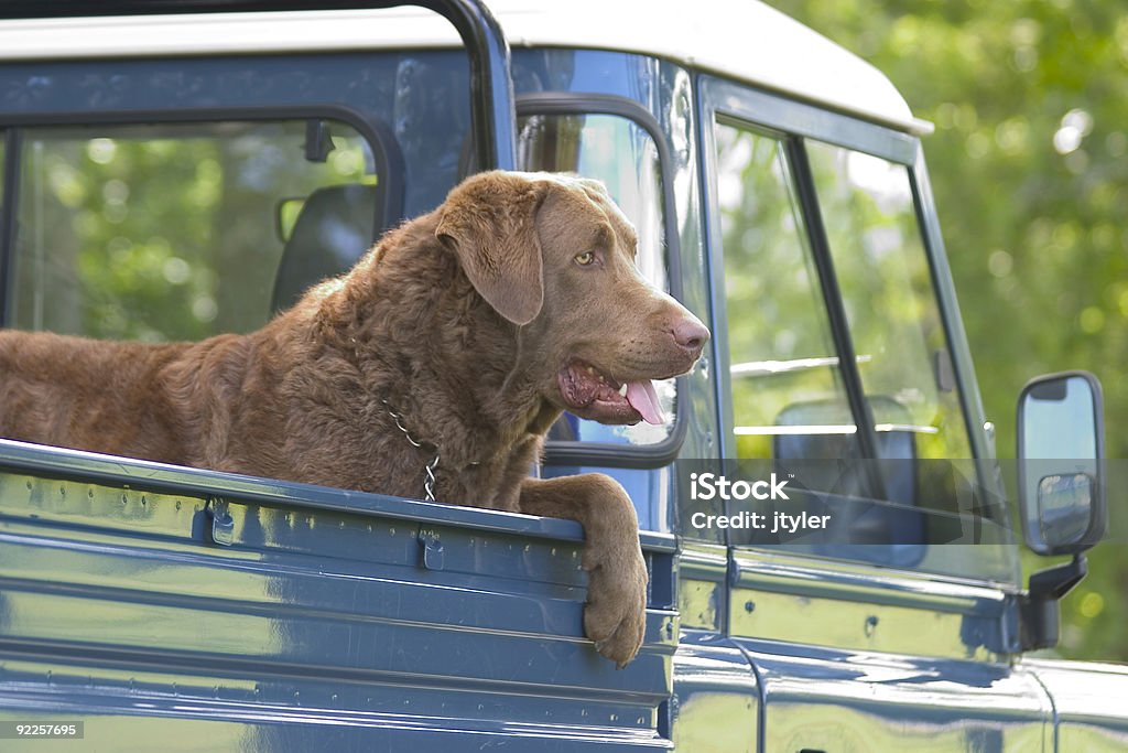 Cucciolo di Pick-up - Foto stock royalty-free di Cane