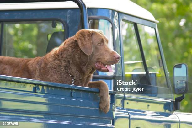 Cucciolo Di Pickup - Fotografie stock e altre immagini di Cane - Cane, Furgone pickup, Animale