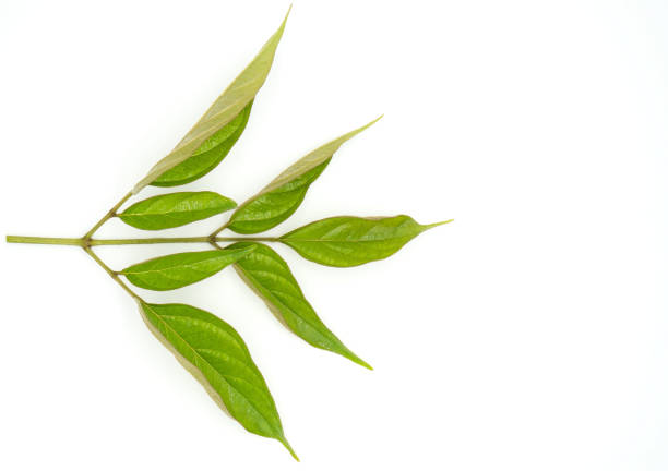 istock Closeup Green leaf with water droplets isolated on white background 922579892