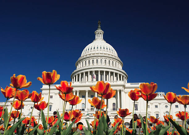 United States Capitol building view with red flowers  stock photo