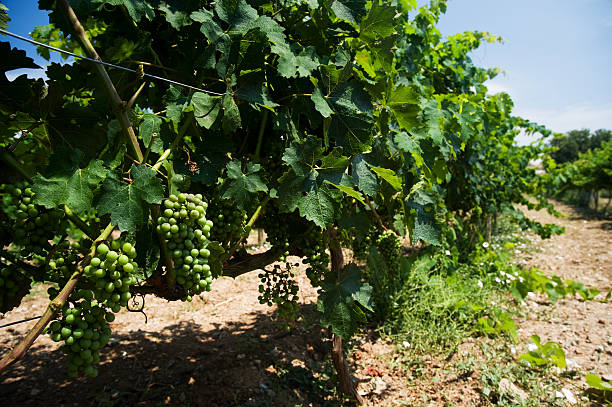 white grapes stock photo