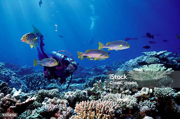 Photo libre de droit de Femme De Plongeur Et De Poisson Du Pacifique Sud banque d'images et plus d'images libres de droit de Plongée sous-marine - Plongée sous-marine, Maldives, Au fond de l'océan