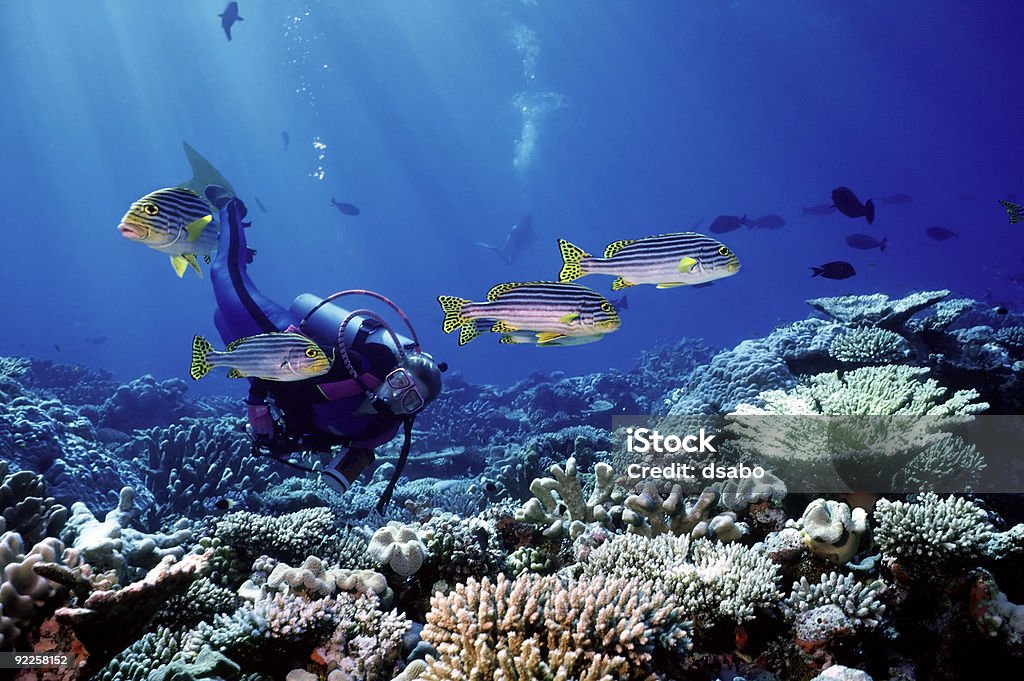 Woman Diver and South Pacific fish Woman Diver playfully observing Oriental Sweetlip fishes on a shallow reef in the Maldives Underwater Diving Stock Photo