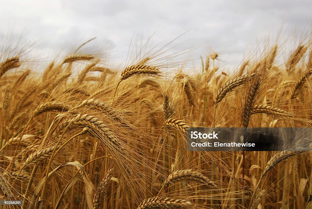 A wheat field swaying in the wind on a cloudy day Golden wheat growing in a farm field, closeup on ears Agricultural Field Stock Photo