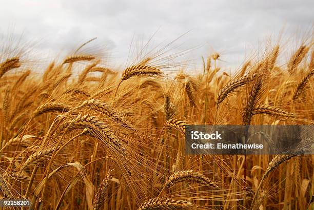 A Wheat Field Swaying In The Wind On A Cloudy Day Stock Photo - Download Image Now - Agricultural Field, Agriculture, Cereal Plant