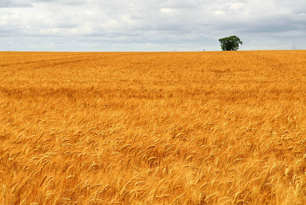 пшеничное поле - ripe wheat стоковые фото и изображения