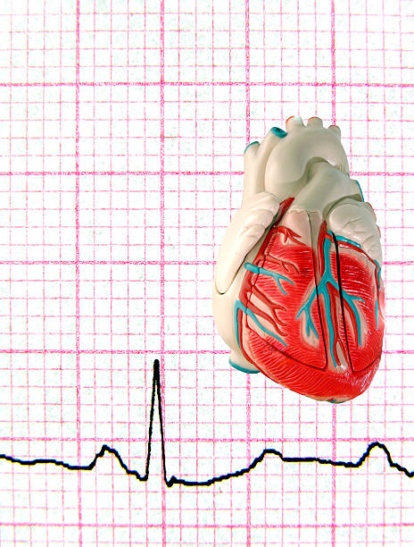 Cтоковое фото Реальное EKG с модель Heart
