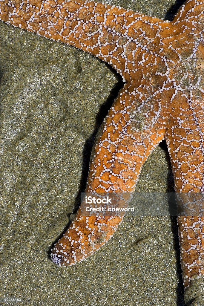 étoile de mer - Photo de Eau libre de droits