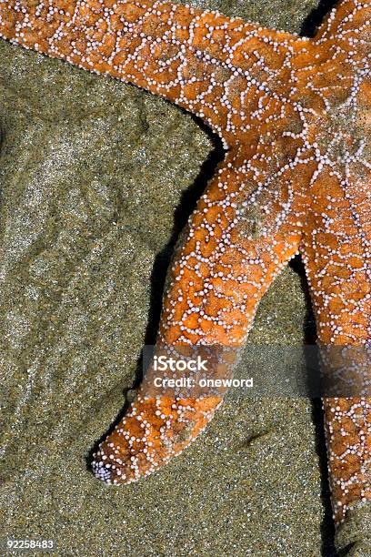 Photo libre de droit de Étoile De Mer banque d'images et plus d'images libres de droit de Eau - Eau, Faune, Image en couleur