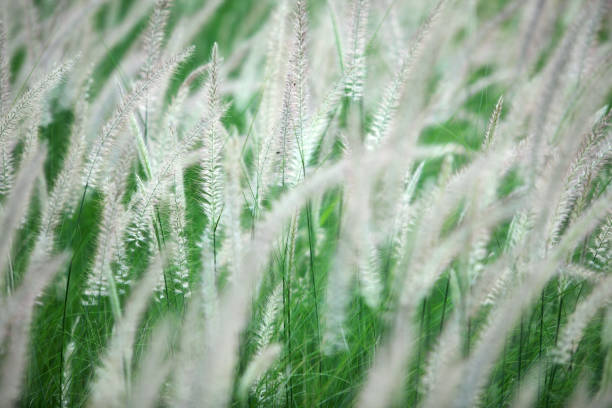 istock close up of white reeds background. 922585994