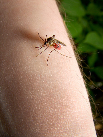 Close up of a mosquito sucking blood from a finger.