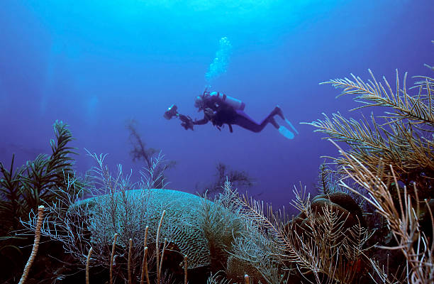 Underwater photographer crusing stock photo