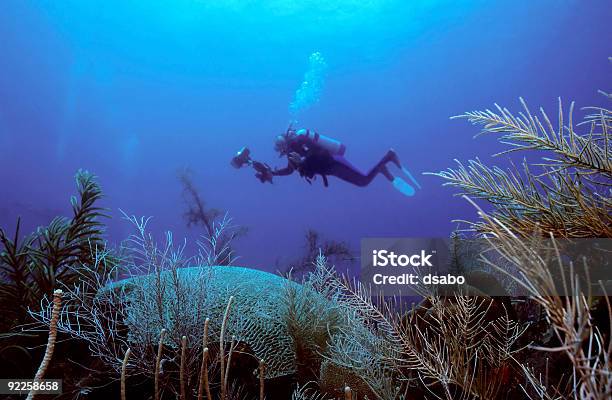 Subaquático Fotógrafo Crusing - Fotografias de stock e mais imagens de Canouan - Canouan, Ilha, Abraçar Árvore