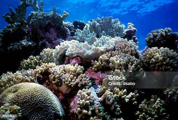Coral Reef - zdjęcia stockowe i więcej obrazów Bez ludzi - Bez ludzi, Biologia - Nauka, Diploria labyrinthiformis