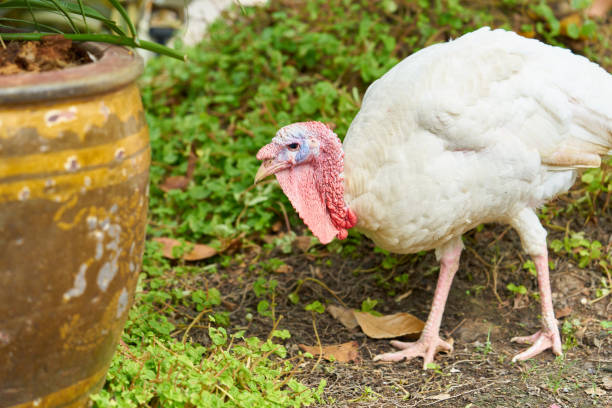 istock White turkey portrait, close up turkey is walking on the ground 922589150