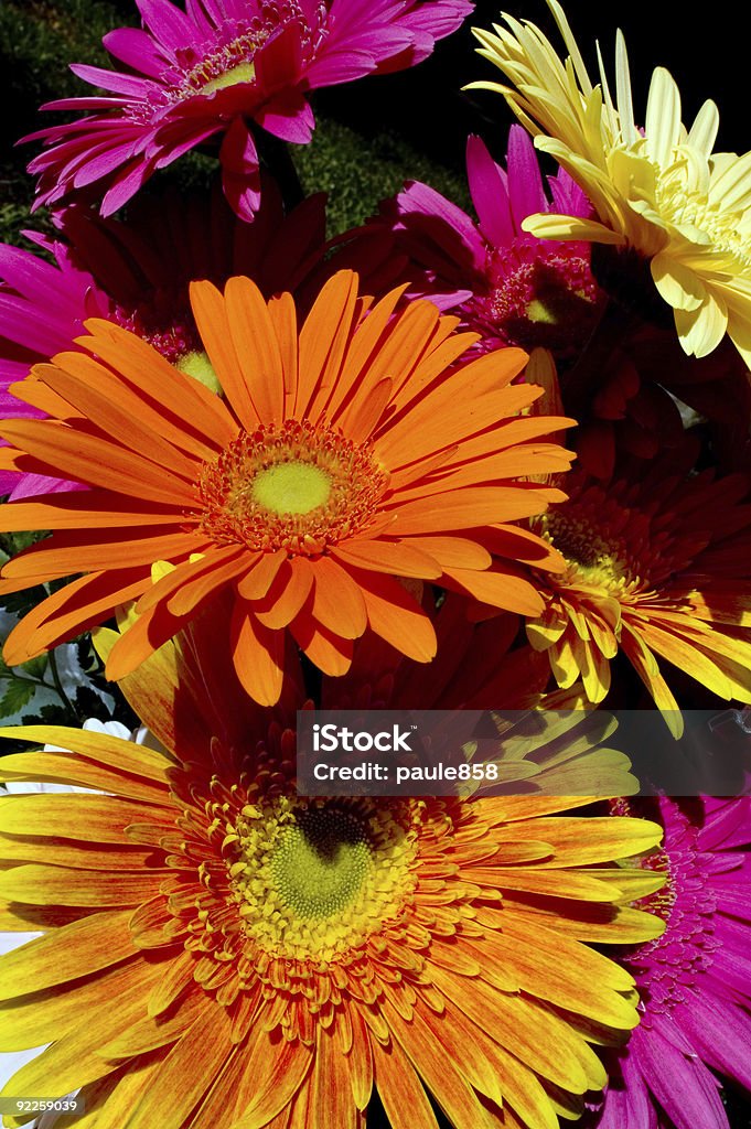 Gerber Gänseblümchen - Lizenzfrei Blume Stock-Foto