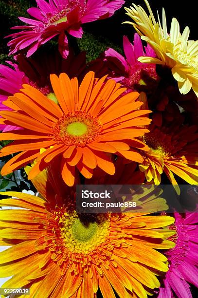 Gerber Gänseblümchen Stockfoto und mehr Bilder von Blume - Blume, Blume aus gemäßigter Klimazone, Blumenbouqet