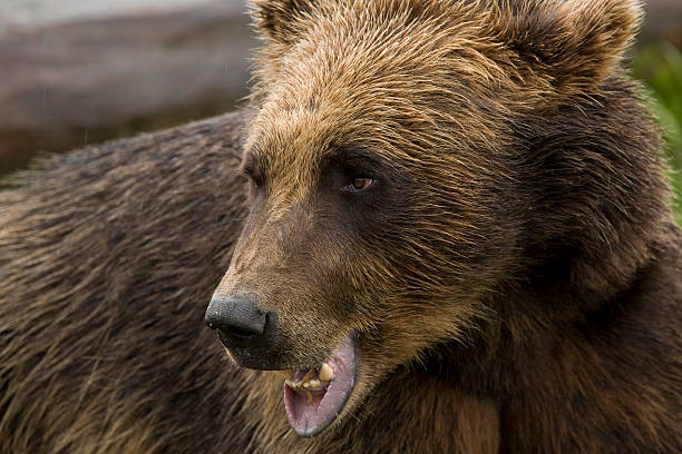 istock Grizzly Bear in Alaska Close Up 92259042