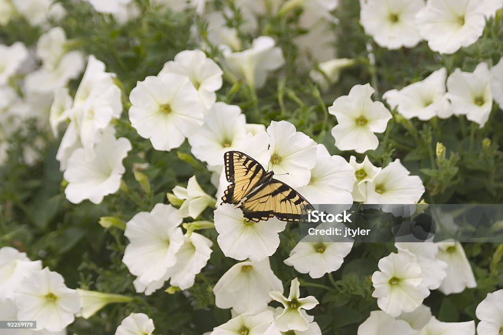 Swallowtail na Petunias - Zbiór zdjęć royalty-free (Biały)