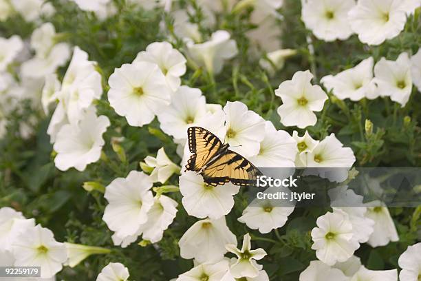 Swallowtail Na Petunias - zdjęcia stockowe i więcej obrazów Biały - Biały, Fotografika, Horyzontalny