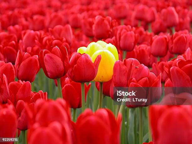 Żółty Tulipan - zdjęcia stockowe i więcej obrazów Bez ludzi - Bez ludzi, Czerwony, Fotografika