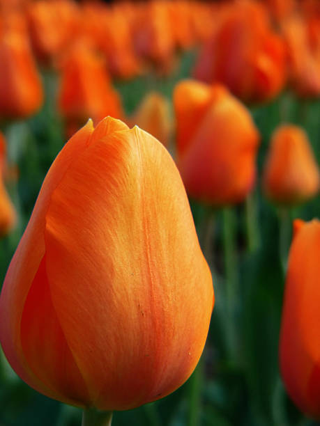 Orange Tulip garden stock photo