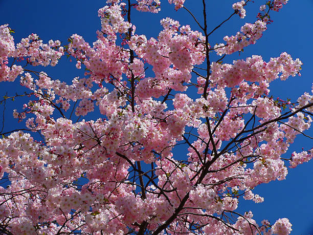 Cherry Blossoms stock photo