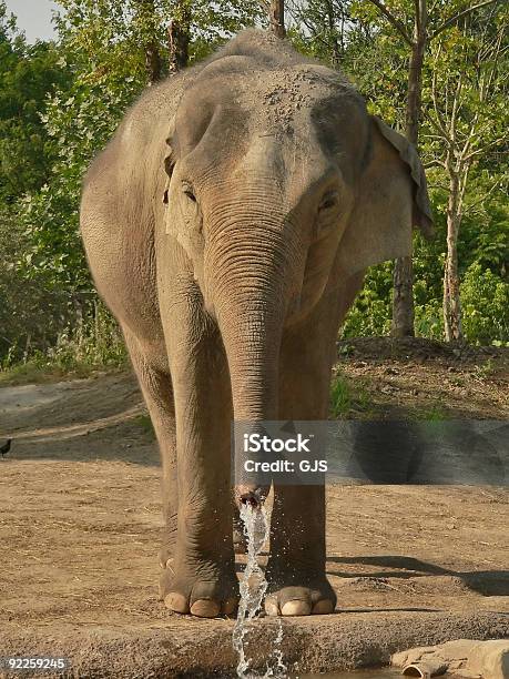 De Elefante A - Fotografias de stock e mais imagens de Alívio - Alívio, Animal Cativo, Ao Ar Livre