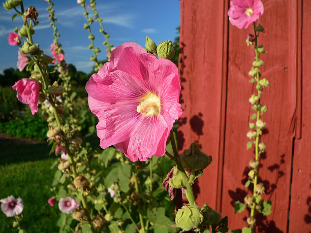 Pink Blooming Mallow stock photo