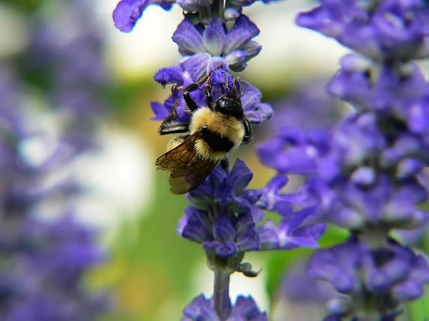bumble bee on purple flower stock photo