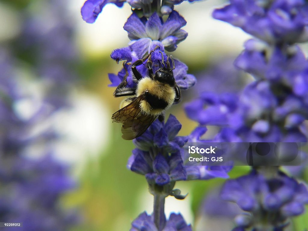 bumble Pszczoła na purple flower - Zbiór zdjęć royalty-free (Bez ludzi)